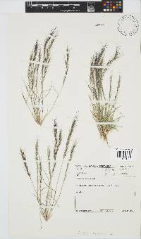 Aristida adscensionis image