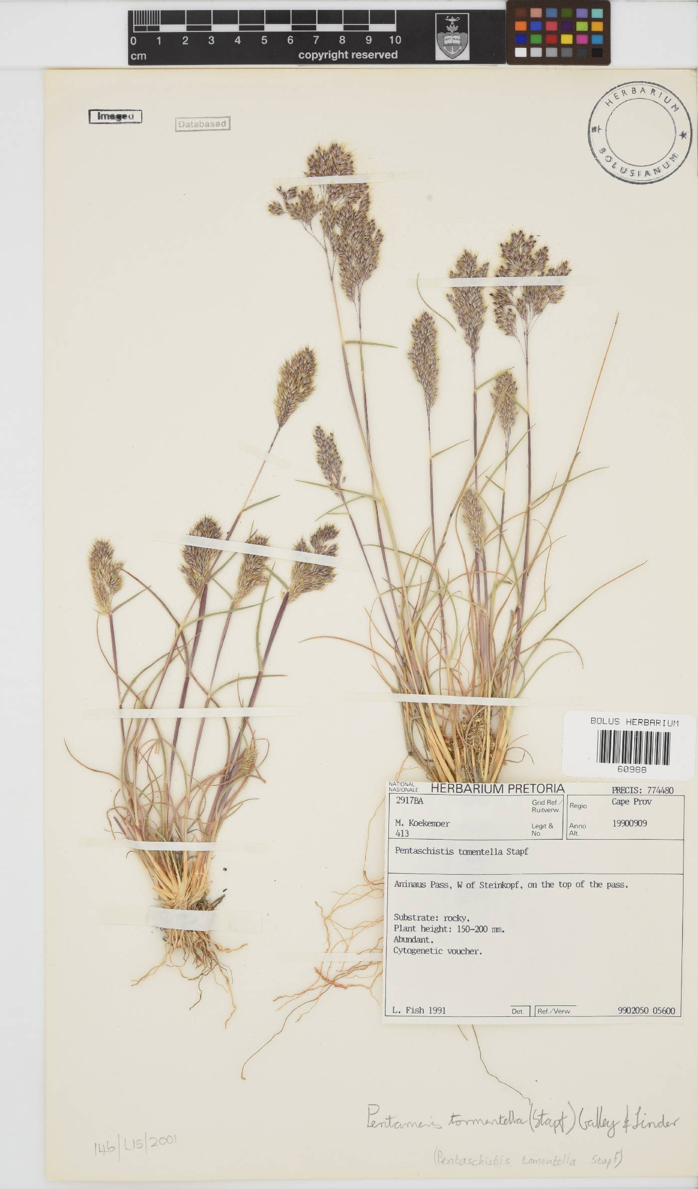 Pentameris tomentella image