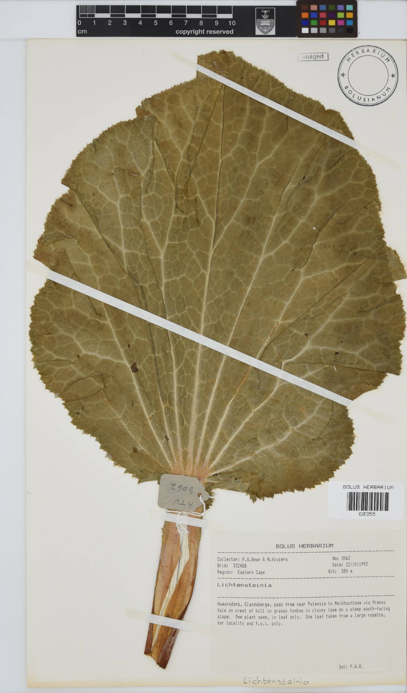 Lichtensteinia latifolia image