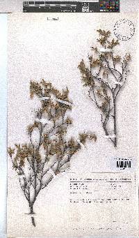 Hermannia odorata image