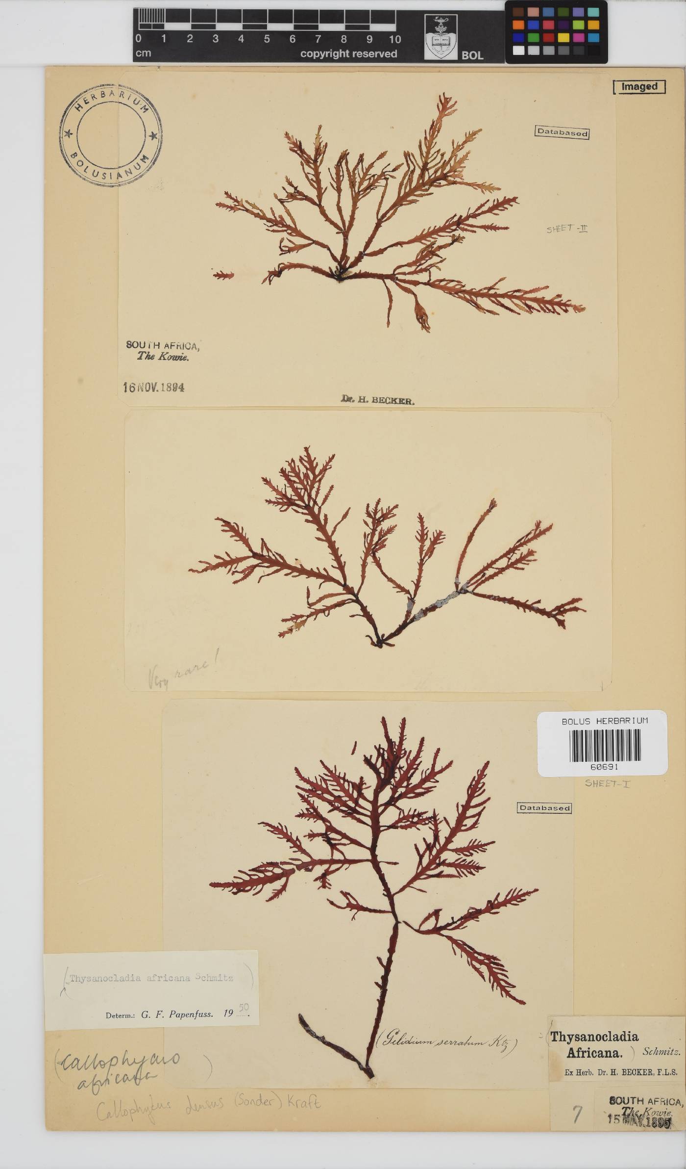 Callophycus densus image