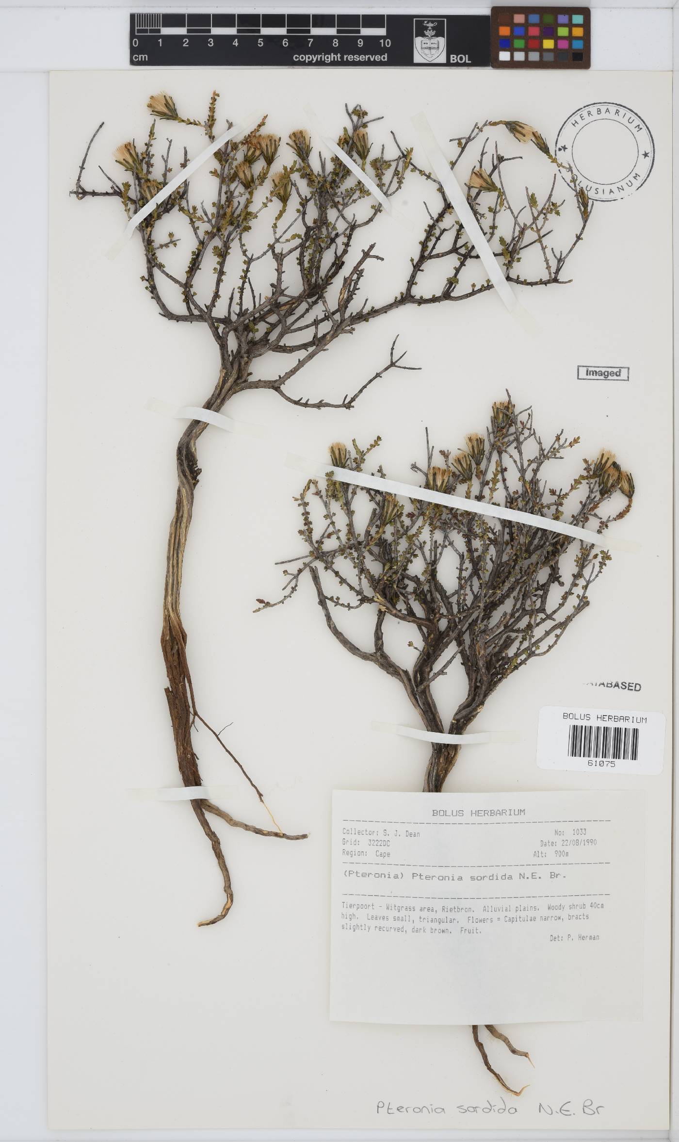 Pteronia sordida image