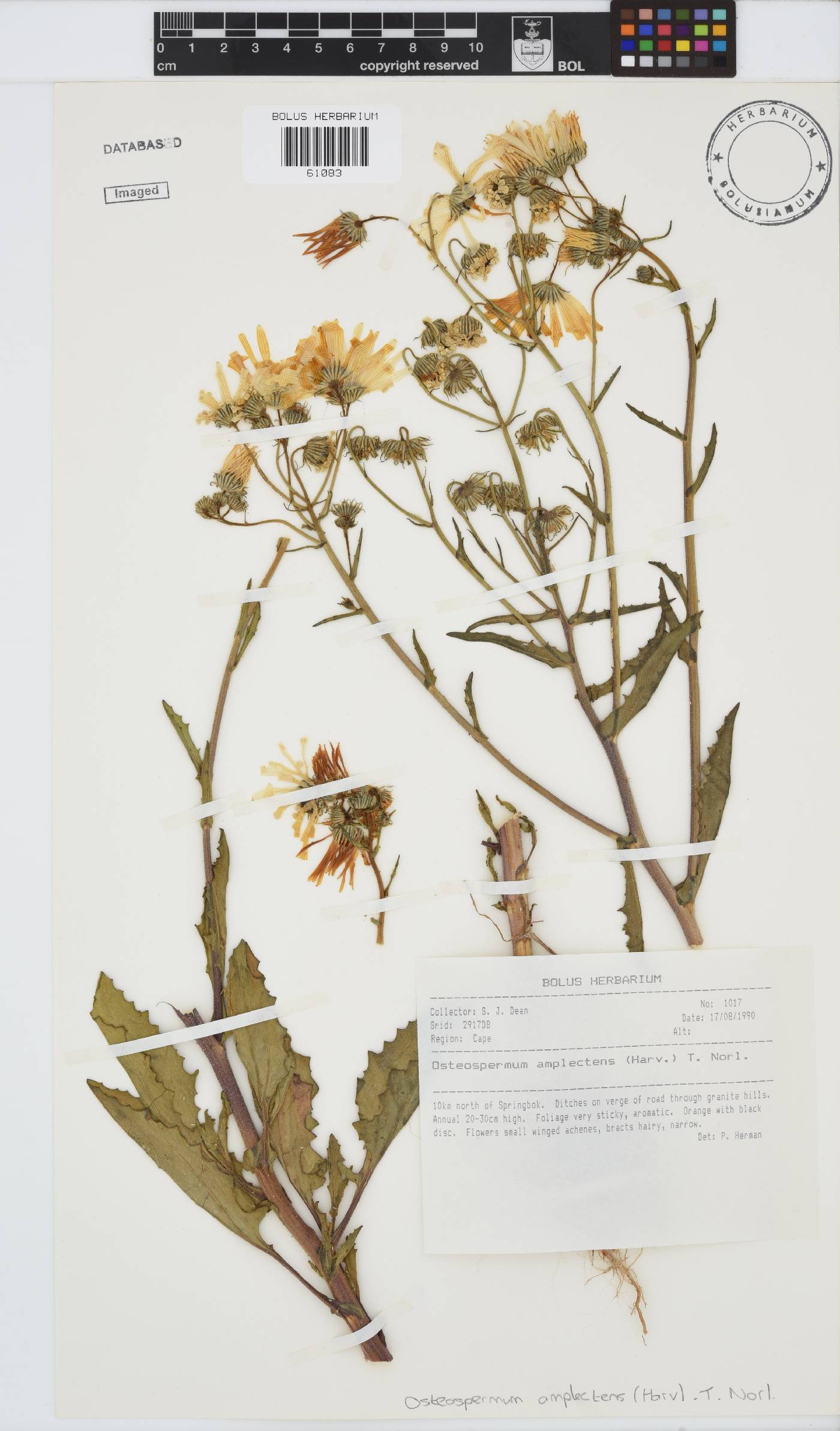 Osteospermum amplectens image