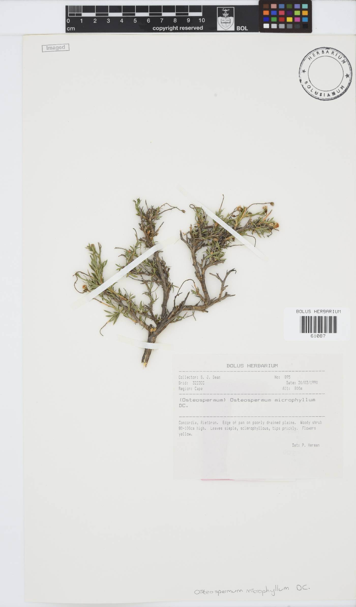 Osteospermum microphyllum image