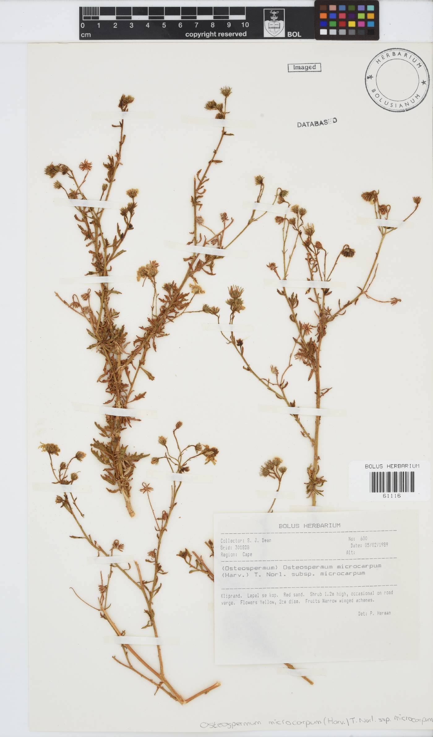 Osteospermum microcarpum image