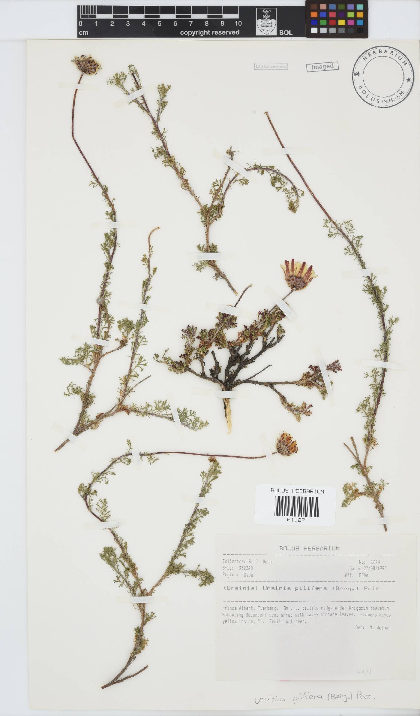 Ursinia pilifera image