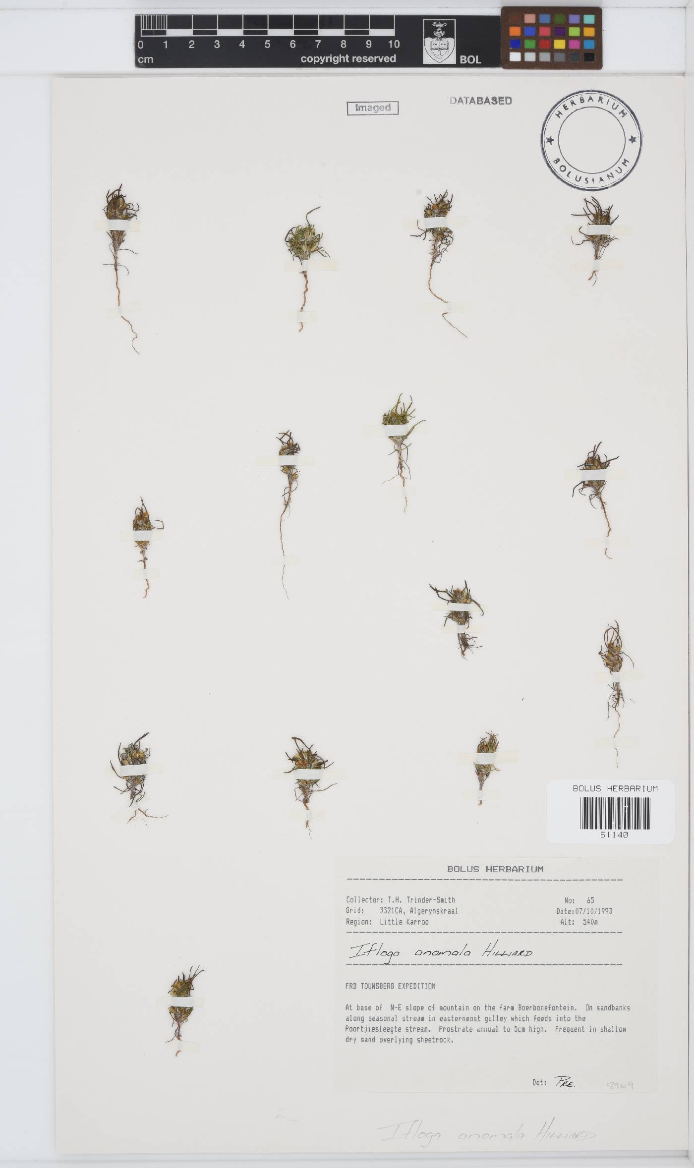 Ifloga anomala image