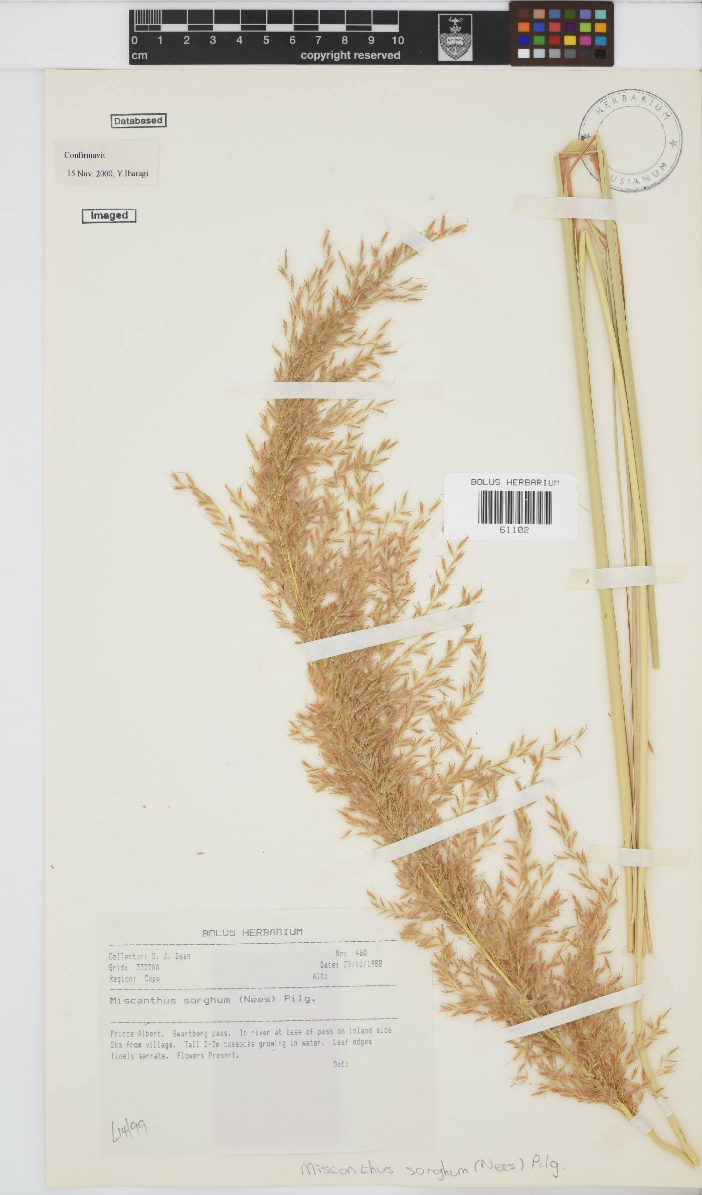 Miscanthus ecklonii image