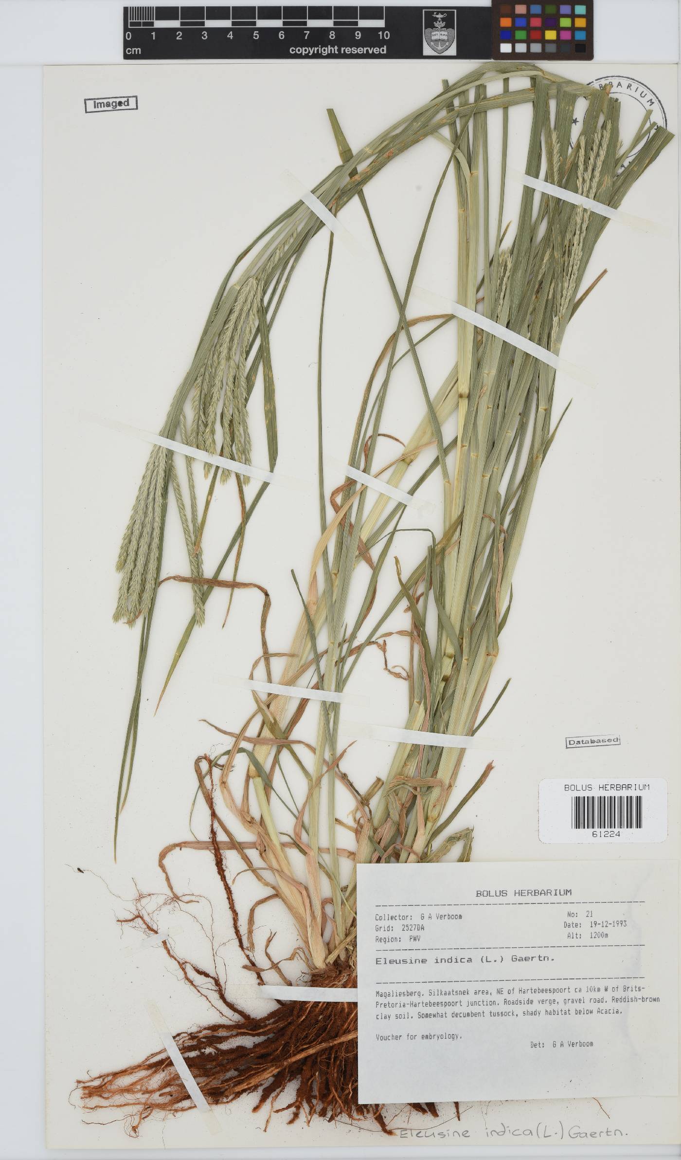 Eleusine indica image