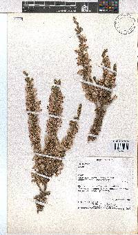 Erica imbricata image