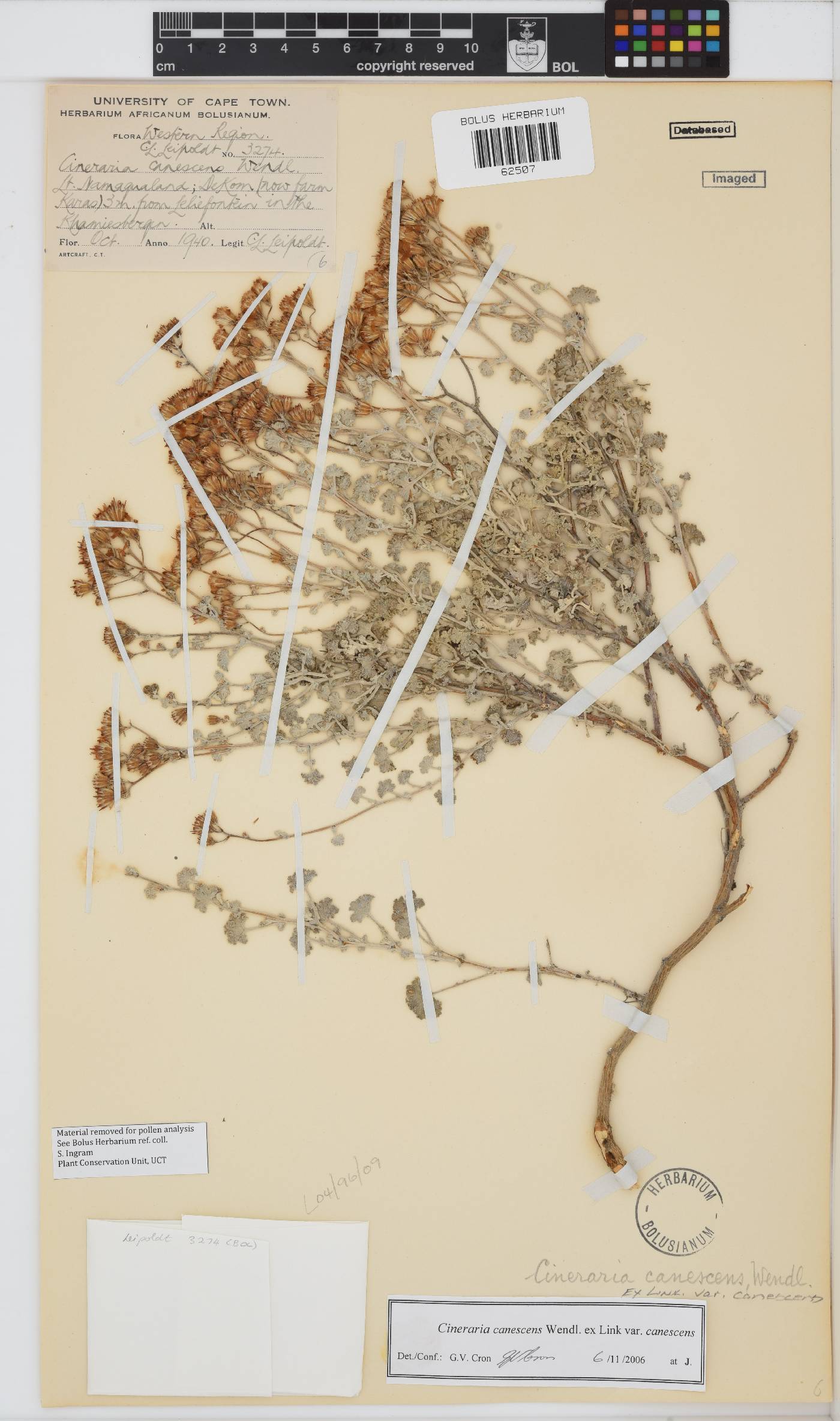 Cineraria canescens image