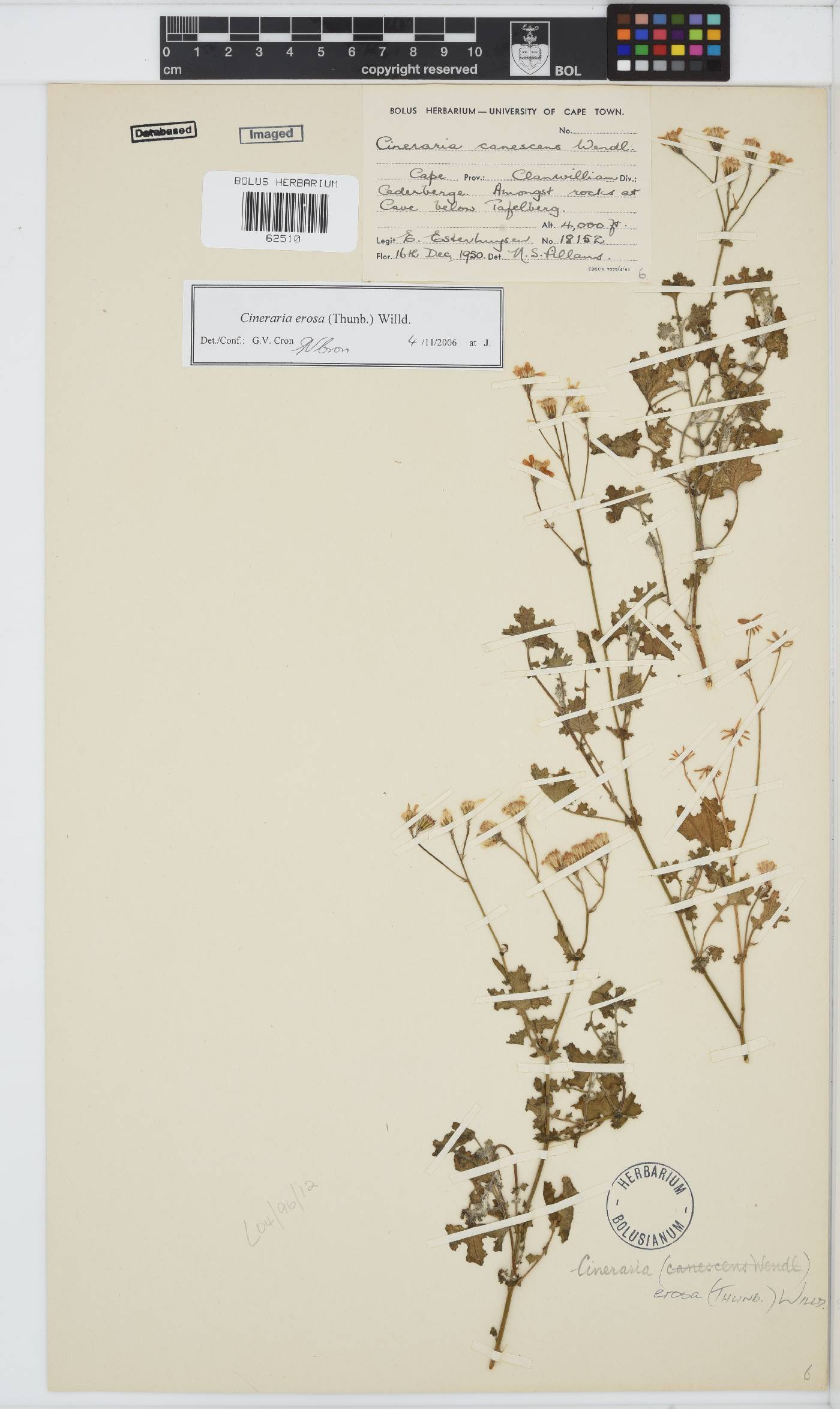 Cineraria erosa image