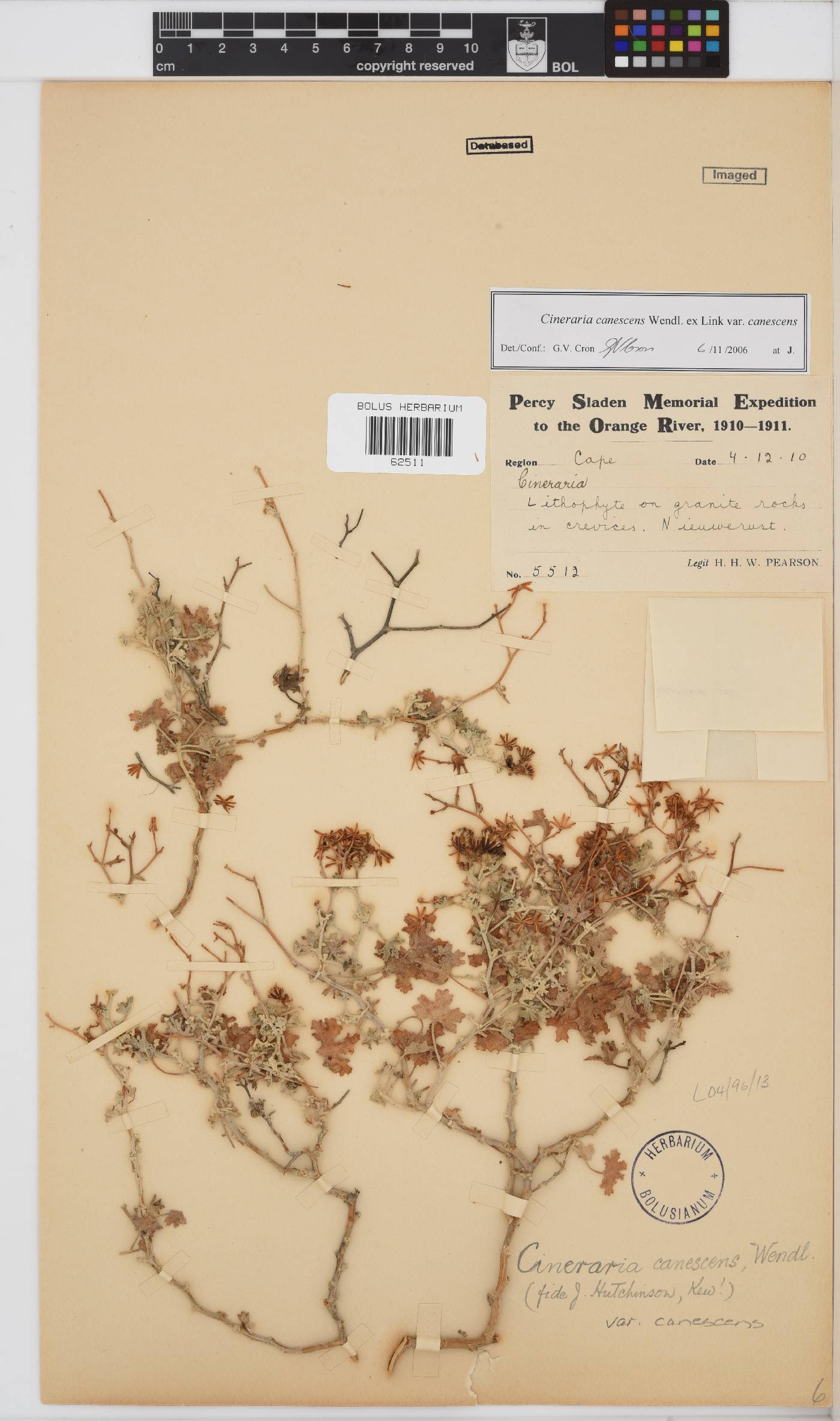 Cineraria canescens image