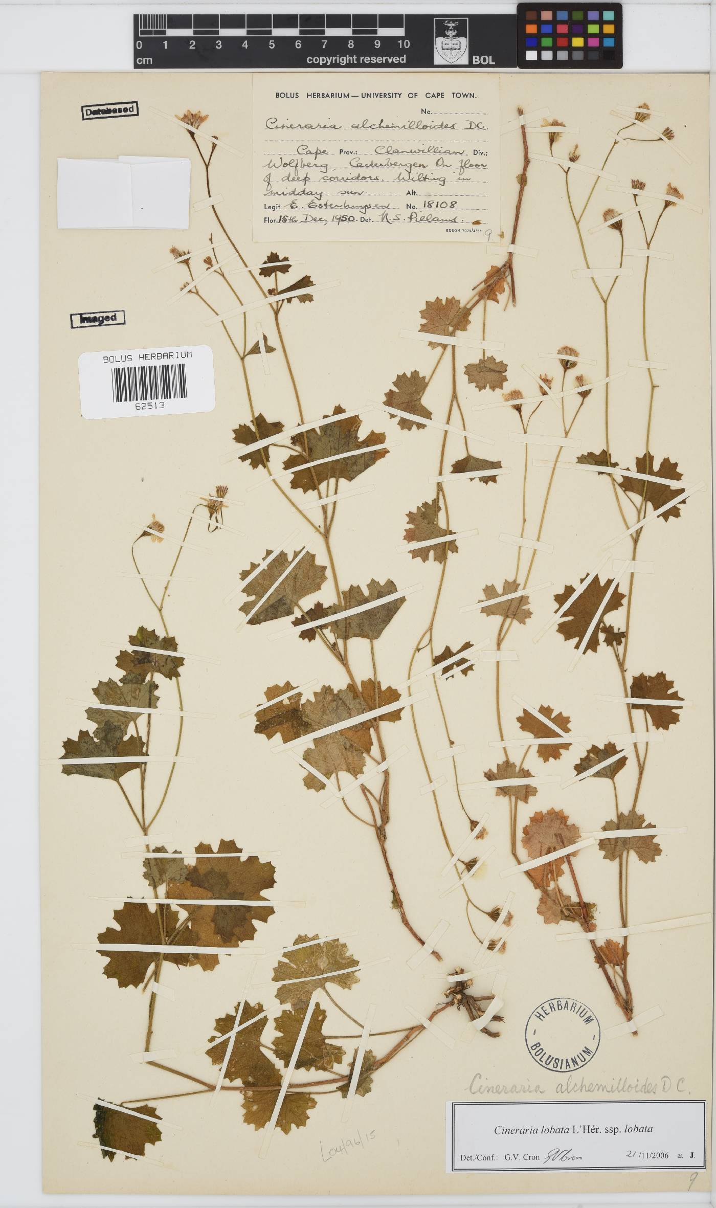 Cineraria lobata image