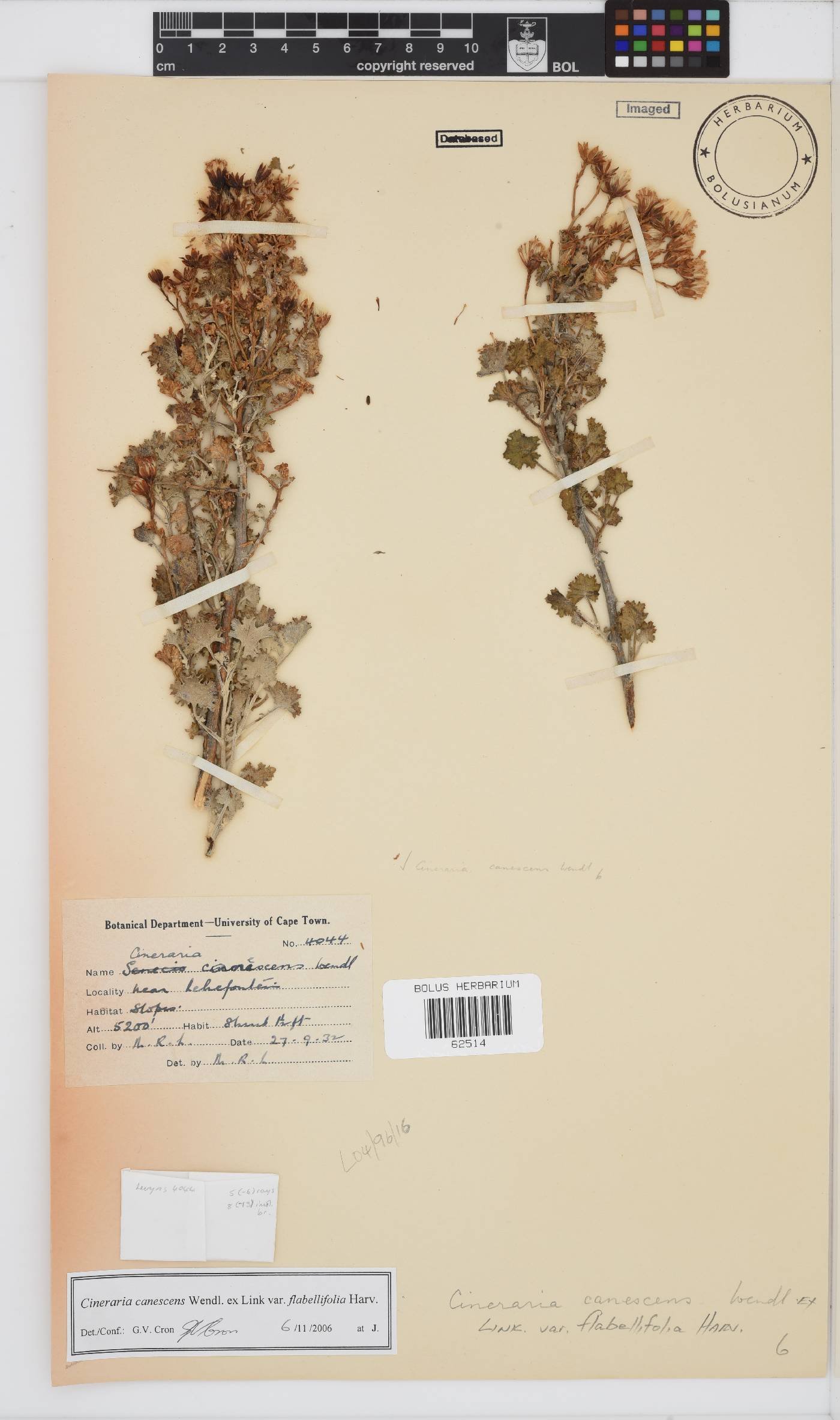 Cineraria canescens image