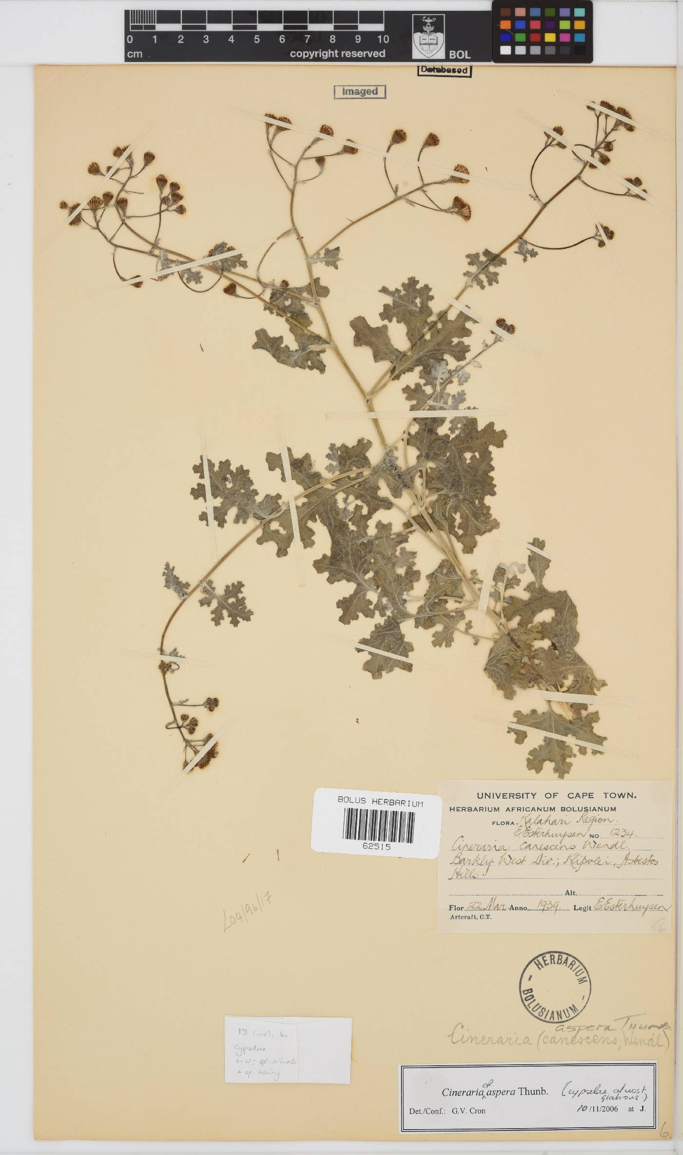 Cineraria aspera image
