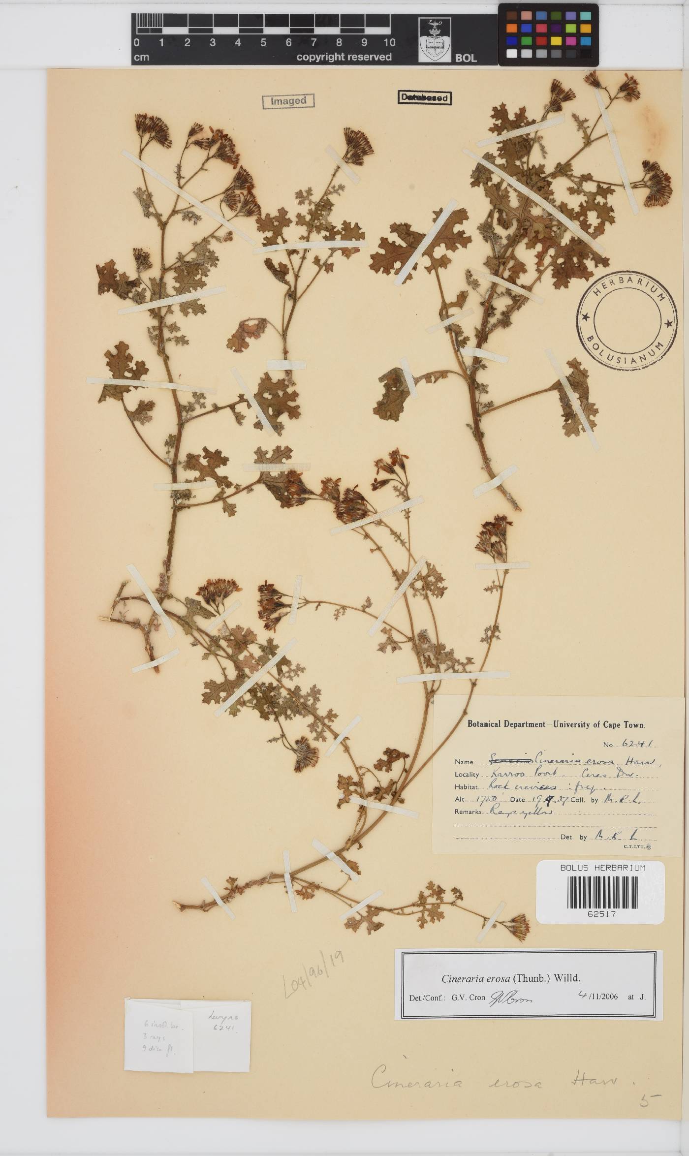 Cineraria erosa image