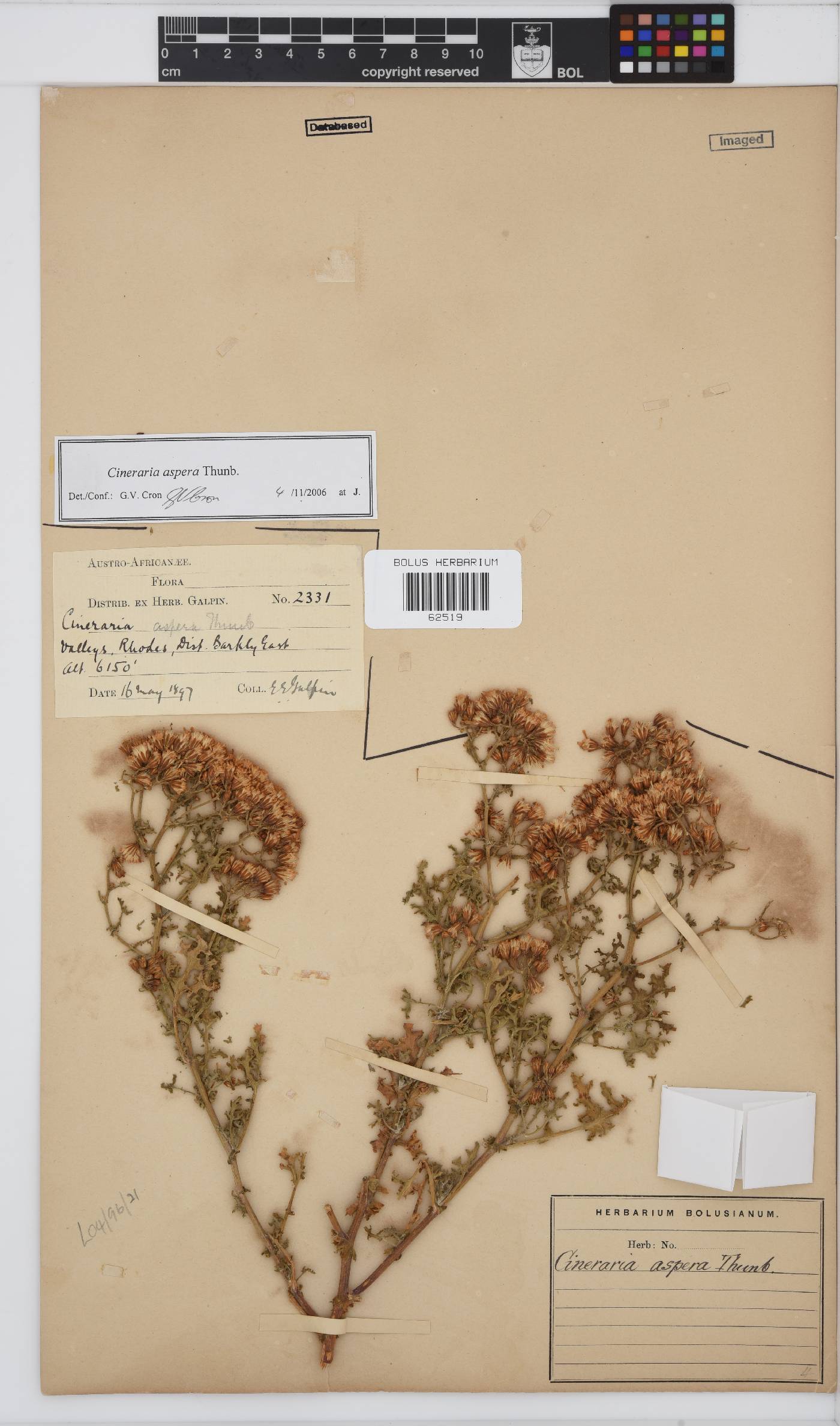 Cineraria aspera image