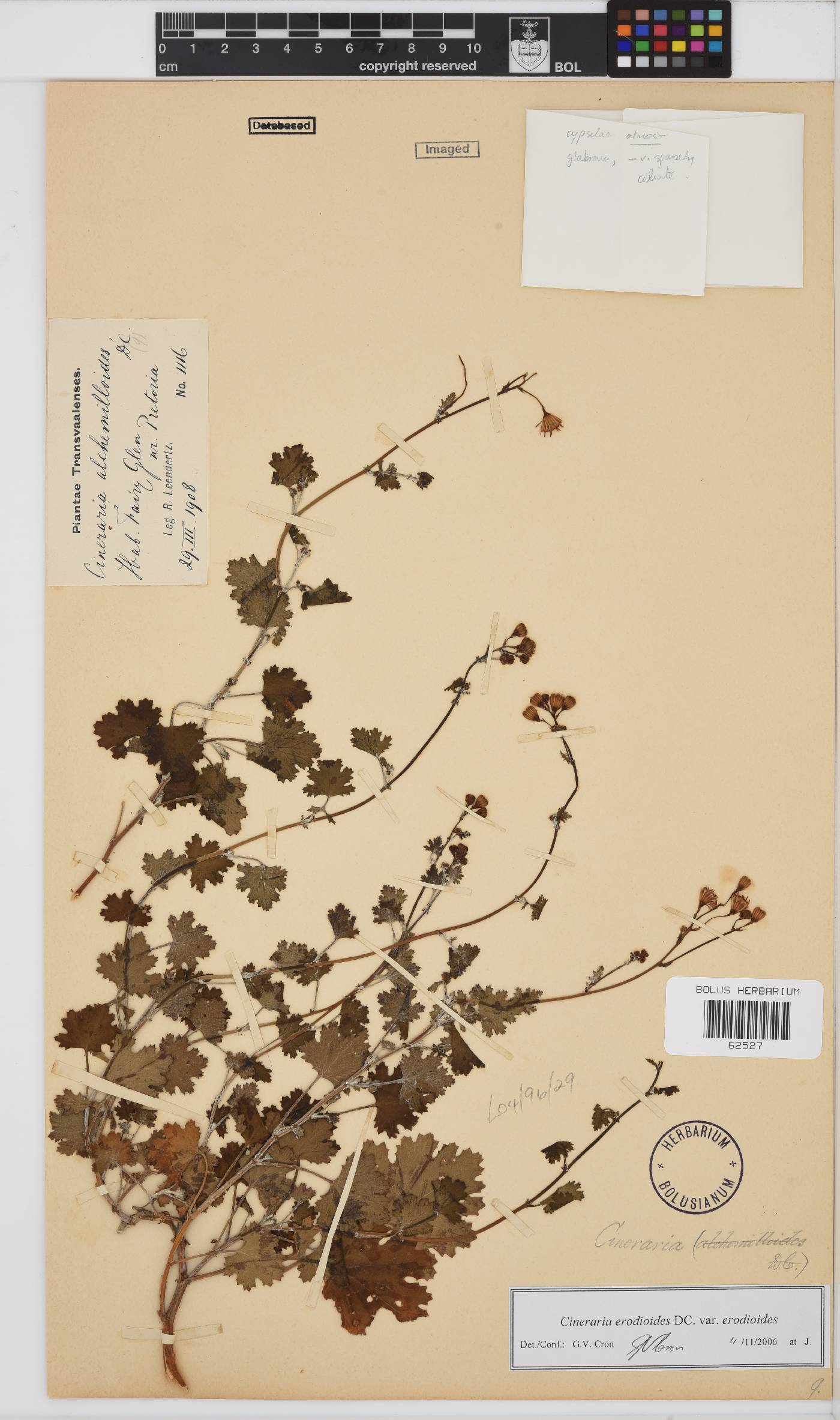 Cineraria erodioides image