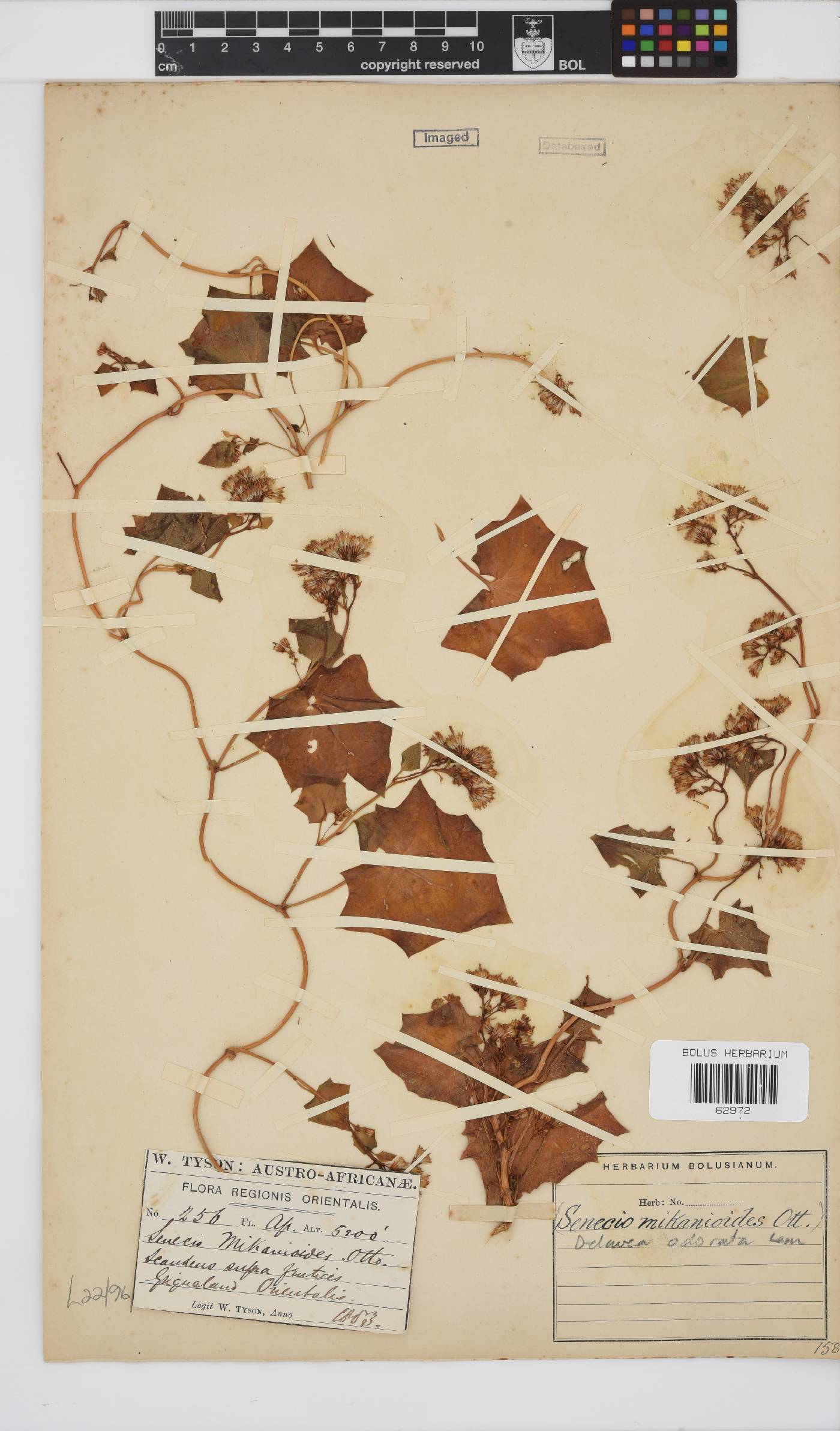 Delairea odorata image