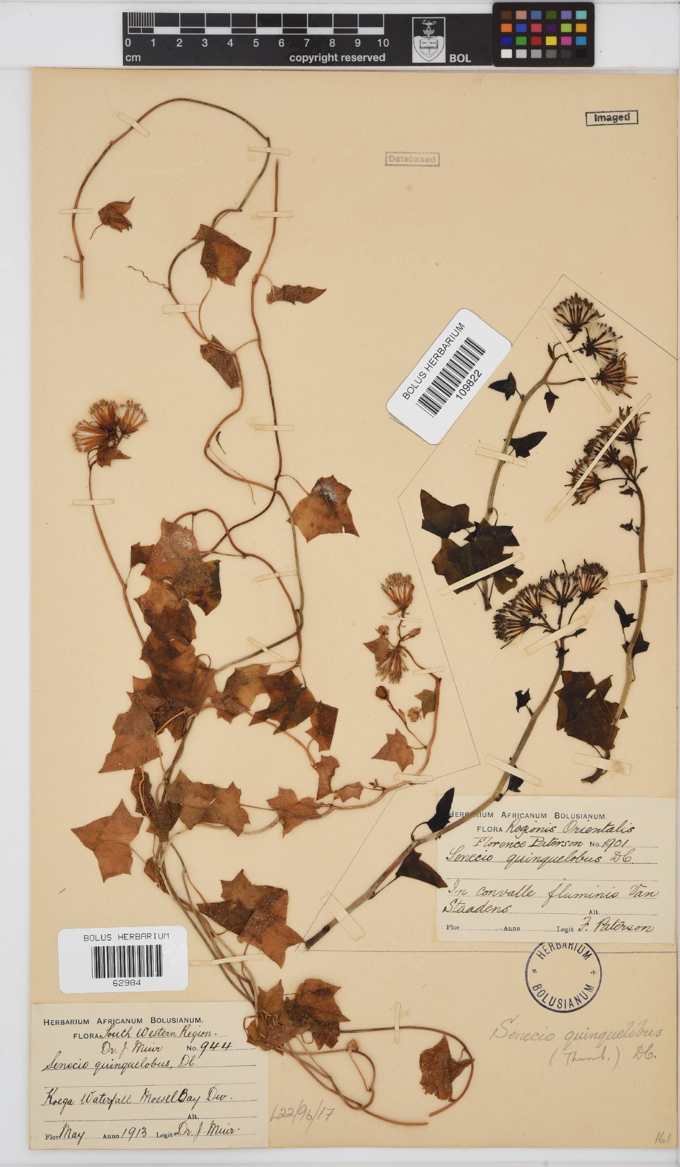 Senecio quinquelobus image