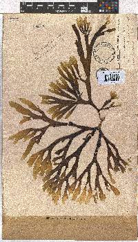 Image of Dictyota naevosa