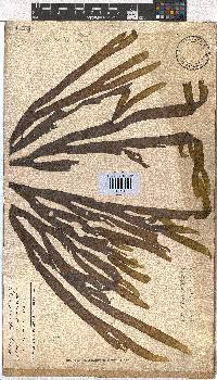 Dictyota naevosa image
