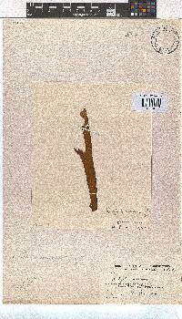 Dictyota naevosa image