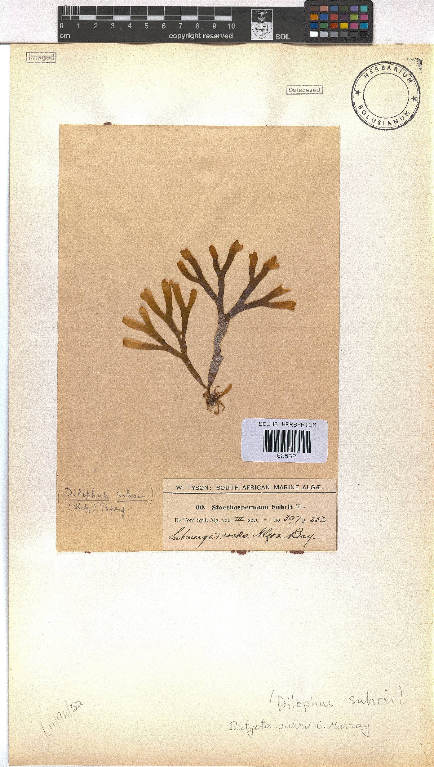 Rugulopteryx suhrii image