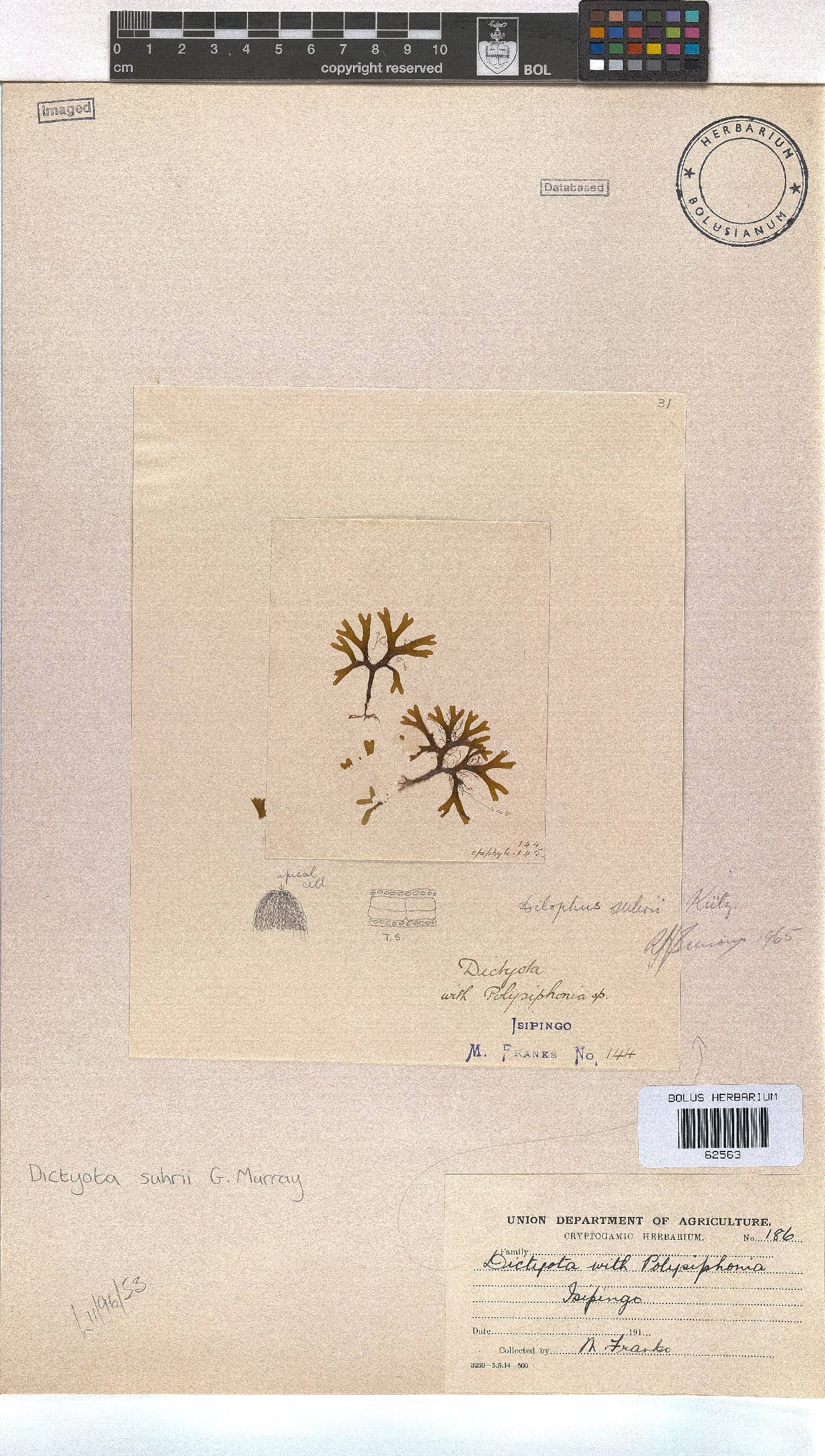 Rugulopteryx suhrii image