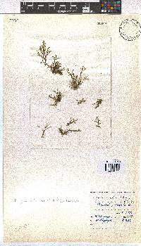 Dictyota dichotoma image