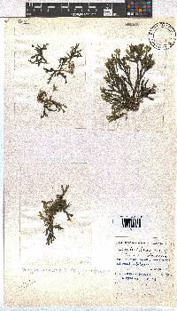 Dictyota dichotoma image