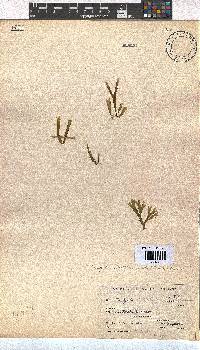 Dictyota dichotoma image