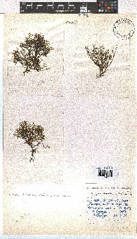 Dictyota dichotoma image