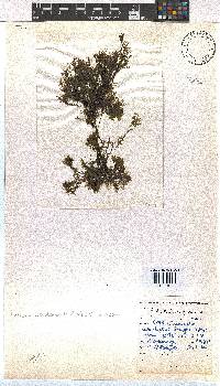 Dictyota dichotoma image