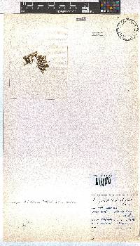 Dictyota dichotoma image