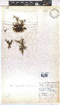 Dictyota dichotoma image