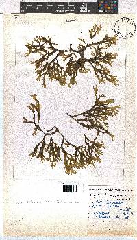 Dictyota dichotoma image