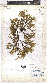 Dictyota dichotoma image