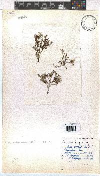 Dictyota dichotoma image
