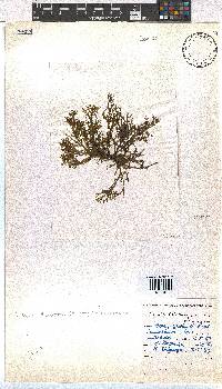 Dictyota dichotoma image