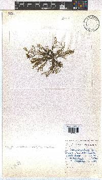 Dictyota dichotoma image