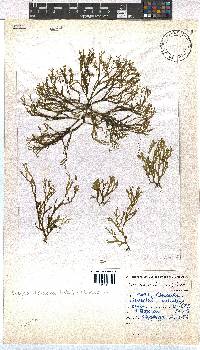 Dictyota dichotoma image