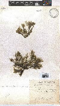 Dictyota dichotoma image