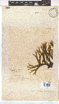 Dictyota dichotoma image