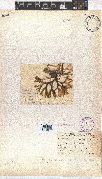Dictyota dichotoma image