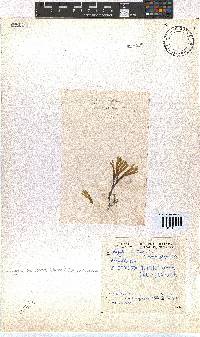 Dictyota dichotoma image