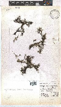Dictyota dichotoma image