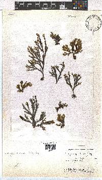 Dictyota liturata image