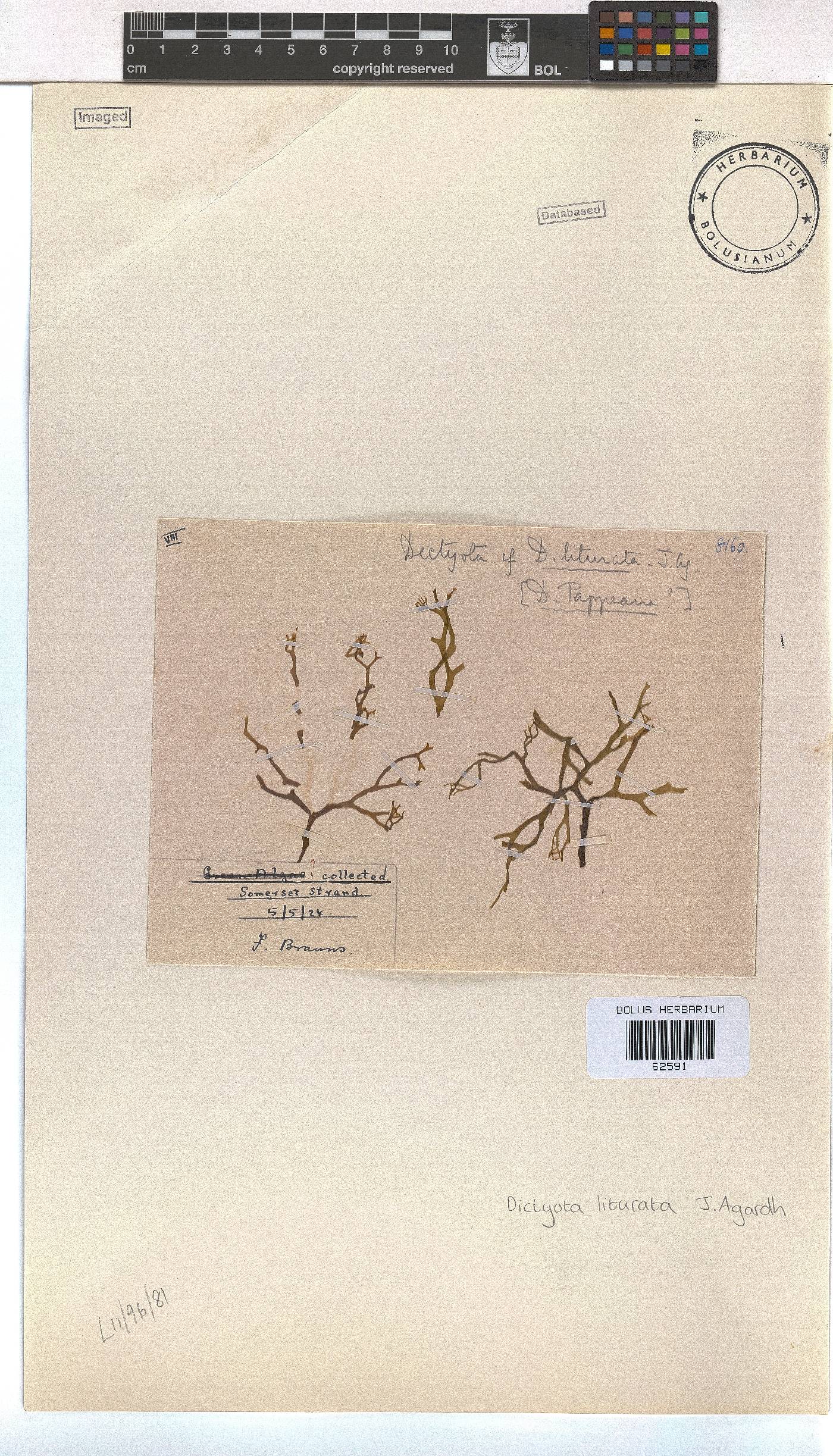 Dictyota image